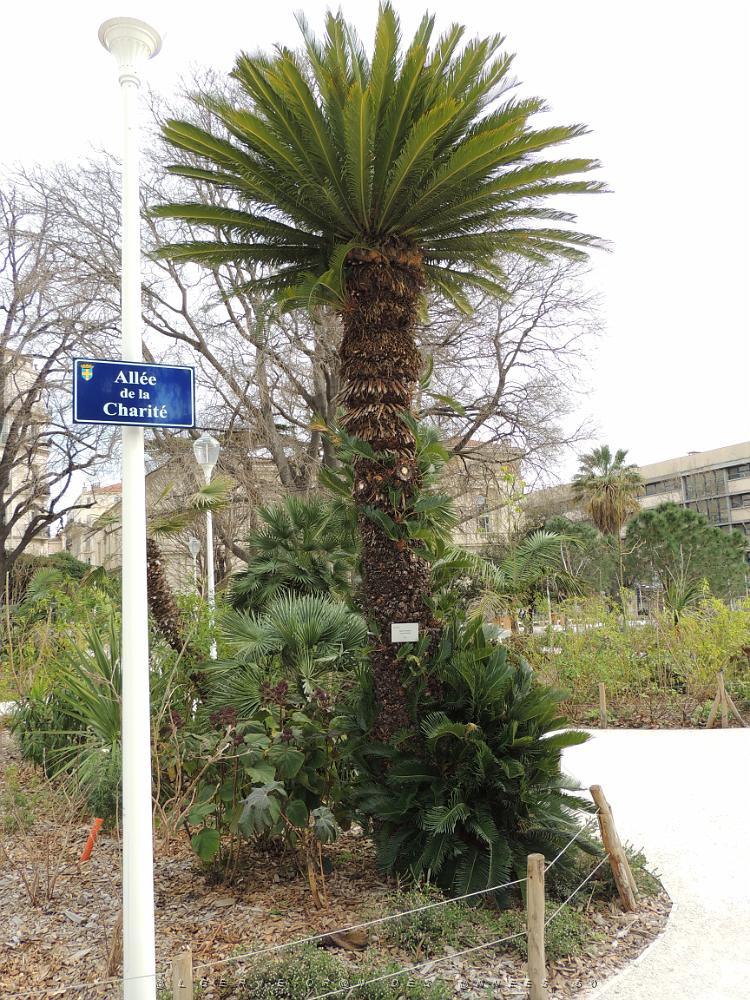 43 Cycas du Japon.JPG -           